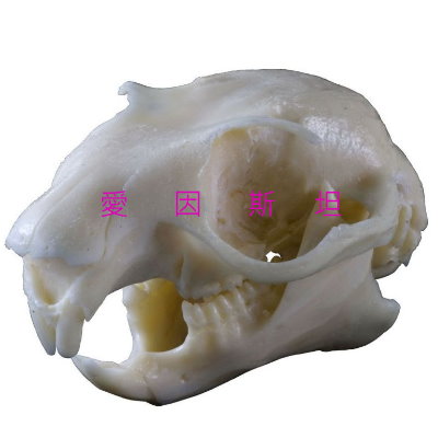白面鼯鼠头骨模型