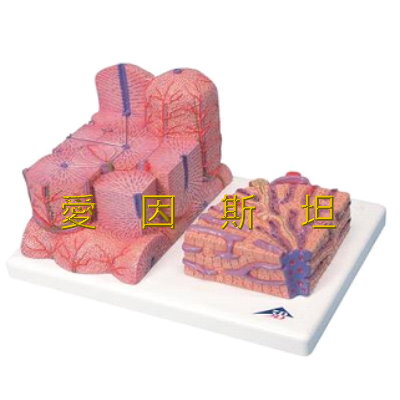 肝臟顯微模型(肝模型,肝臟模型3B 人體內臟模型 人體模型 愛因斯坦教學用品社