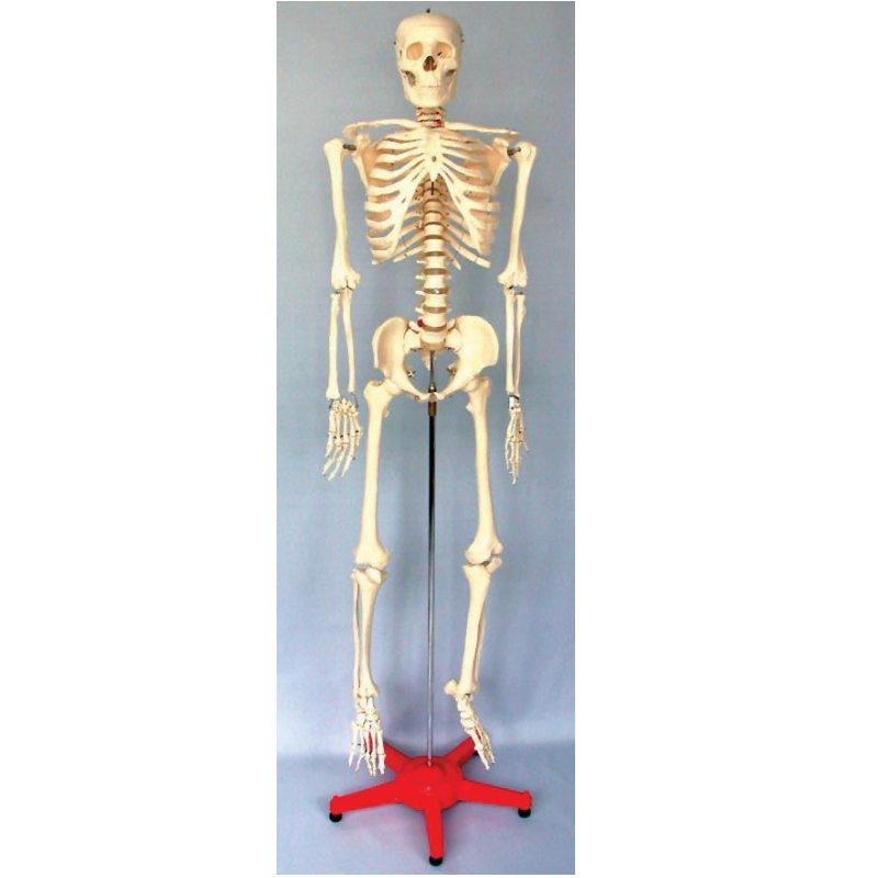 有彈性的人體骨骼模型(3B) 人體骨骼模型人體模型愛因斯坦教學用品社