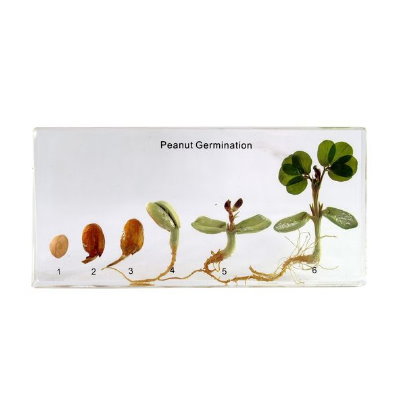 种子发芽过程图简笔画