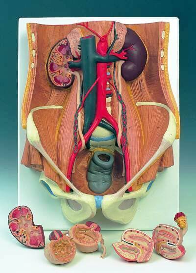 双性泌尿系统模型(3b)