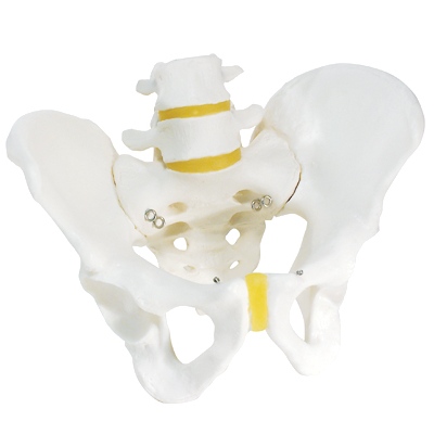 品名规格: 男性骨盆骨骼模型(3b) 产品编号: mv-mh3b-a60 单位: 个