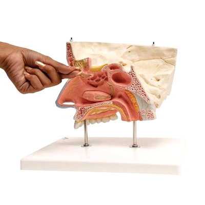 鼻子模型/鼻子带鼻窦模型/鼻模型