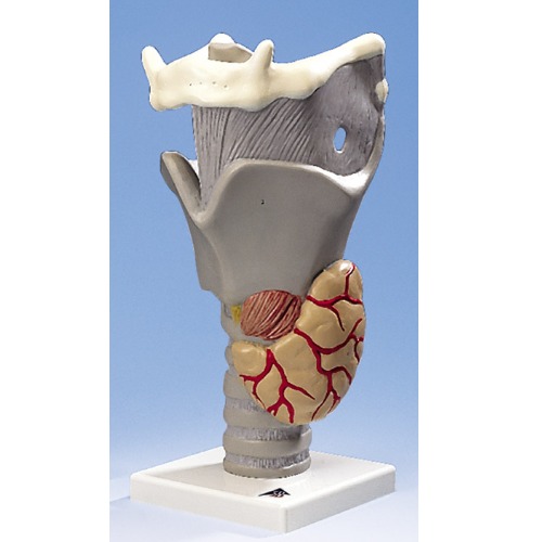 鼻子模型/鼻子带鼻窦模型/鼻模型