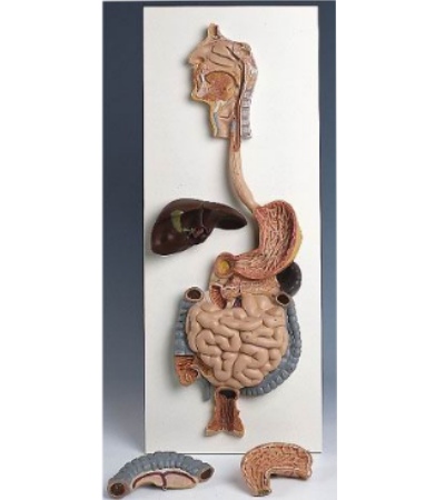 3件式消化系统模型(3b)