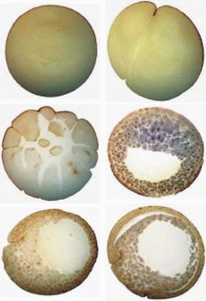 蛙囊胚晚期切片图片